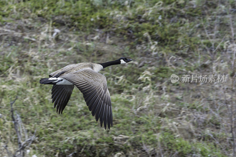 加拿大鹅(Branta canadensis)是一种头和脖子都是黑色的，脸上有白斑，身体是棕色的鹅，发现于黄石国家公园